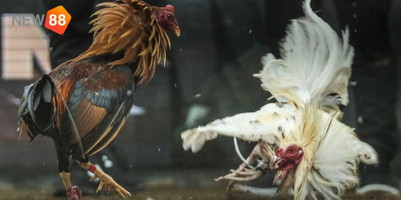 Chọn nhà cái chơi đá gà online uy tín Chọn nhà cái chơi đá gà online uy tín