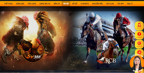 Hướng dẫn xem và chơi đá gà online NEW88