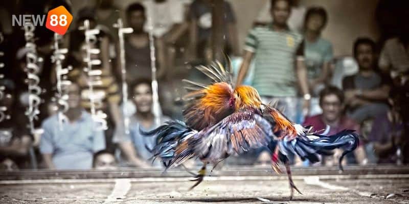 Chia sẻ bí quyết cách đá gà cựa dao luôn thắng: