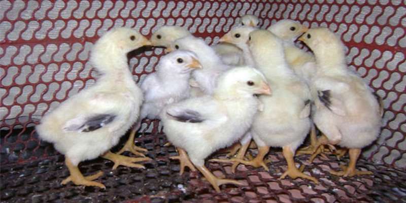 Huấn luyện từ nhỏ sẽ khiến gà chắc khỏe hơn